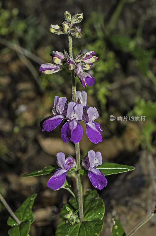 Collinsia heterophylla，被称为紫色中国房子或天真，是一种开花植物，原产于加利福尼亚州和北部的下加利福尼亚半岛山脉。加州索诺玛县的玛亚卡玛斯山保护区。车前草科。